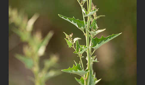 Guter Heinrich (Chenopodium bonus-henricus)