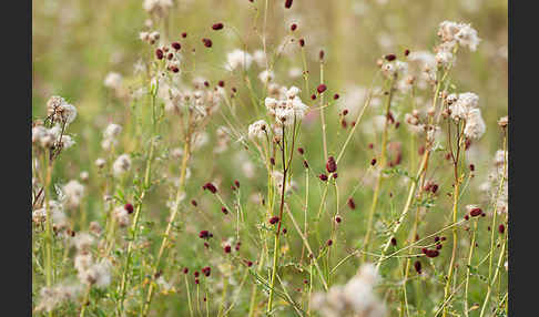 Großer Wiesenknopf (Sanguisorba officinalis)