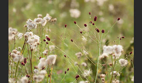 Großer Wiesenknopf (Sanguisorba officinalis)