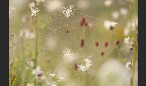 Großer Wiesenknopf (Sanguisorba officinalis)