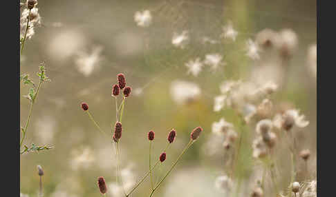 Großer Wiesenknopf (Sanguisorba officinalis)