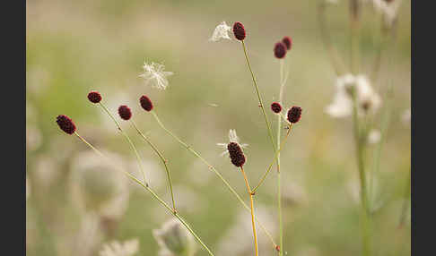 Großer Wiesenknopf (Sanguisorba officinalis)