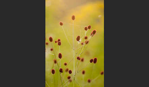 Großer Wiesenknopf (Sanguisorba officinalis)