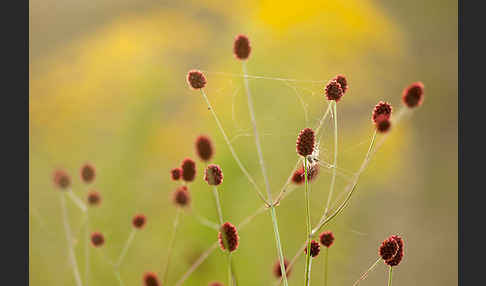 Großer Wiesenknopf (Sanguisorba officinalis)