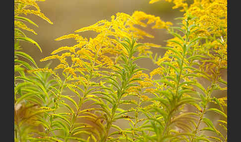 Kanadische Goldrute (Solidago canadensis)