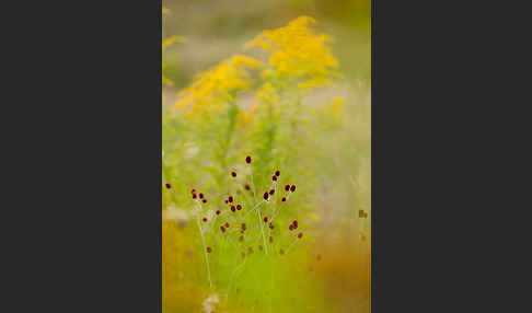 Großer Wiesenknopf (Sanguisorba officinalis)