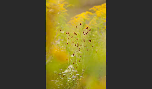 Großer Wiesenknopf (Sanguisorba officinalis)