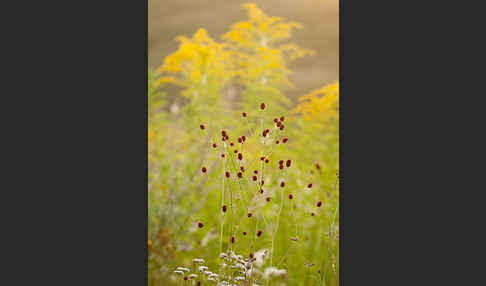 Großer Wiesenknopf (Sanguisorba officinalis)