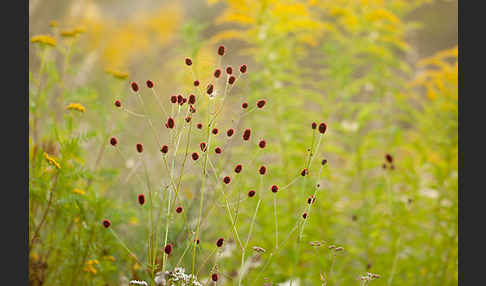 Großer Wiesenknopf (Sanguisorba officinalis)