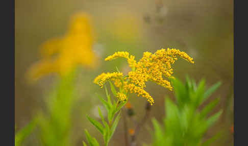 Kanadische Goldrute (Solidago canadensis)