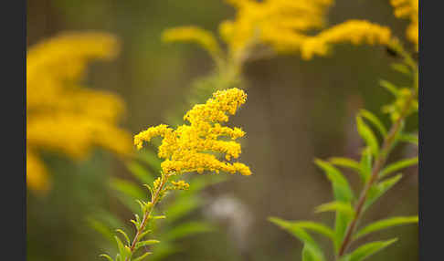 Kanadische Goldrute (Solidago canadensis)