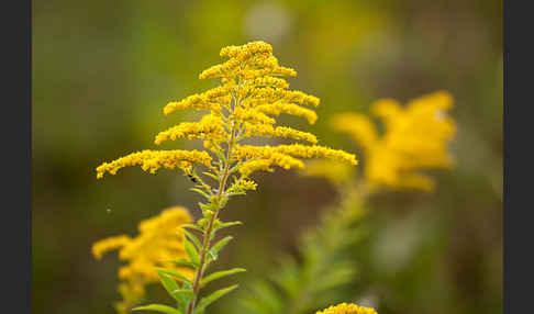 Kanadische Goldrute (Solidago canadensis)