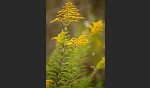 Kanadische Goldrute (Solidago canadensis)