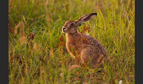 Feldhase (Lepus europaeus)