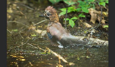 Eichelhäher (Garrulus glandarius)