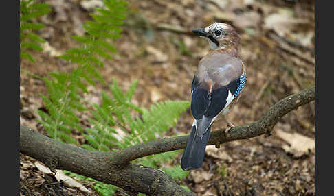 Eichelhäher (Garrulus glandarius)