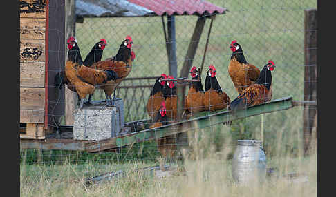 Haushuhn (Gallus gallus domesticus)