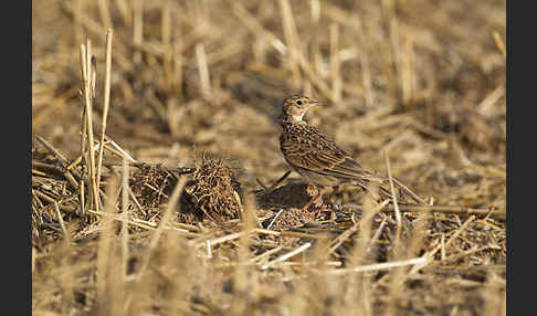 Feldlerche (Alauda arvensis)