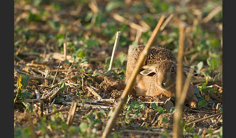 Feldhase (Lepus europaeus)