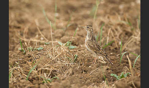 Feldlerche (Alauda arvensis)