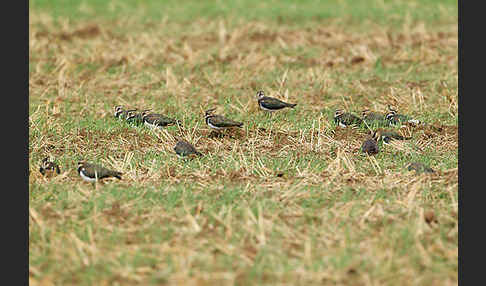 Kiebitz (Vanellus vanellus)