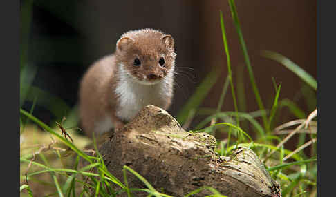 Mauswiesel (Mustela nivalis)