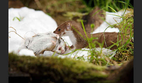 Mauswiesel (Mustela nivalis)