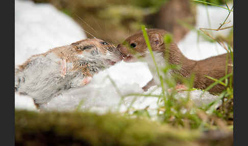 Mauswiesel (Mustela nivalis)