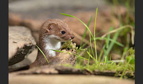 Mauswiesel (Mustela nivalis)