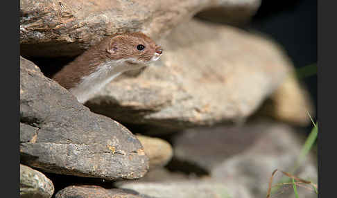 Mauswiesel (Mustela nivalis)