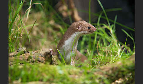 Mauswiesel (Mustela nivalis)