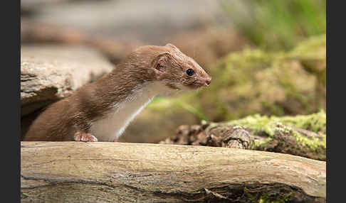 Mauswiesel (Mustela nivalis)