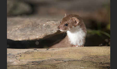 Mauswiesel (Mustela nivalis)