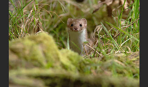 Mauswiesel (Mustela nivalis)