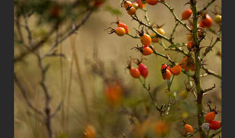 Hunds-Rose (Rosa canina)