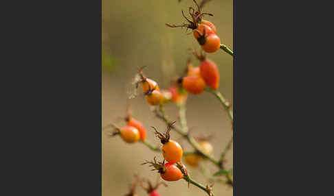 Hunds-Rose (Rosa canina)