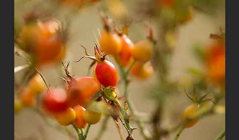 Hunds-Rose (Rosa canina)