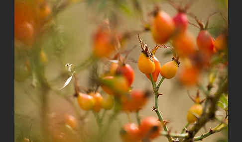 Hunds-Rose (Rosa canina)