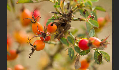 Hunds-Rose (Rosa canina)