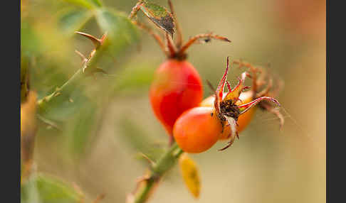 Hunds-Rose (Rosa canina)