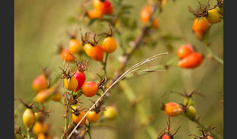 Hunds-Rose (Rosa canina)