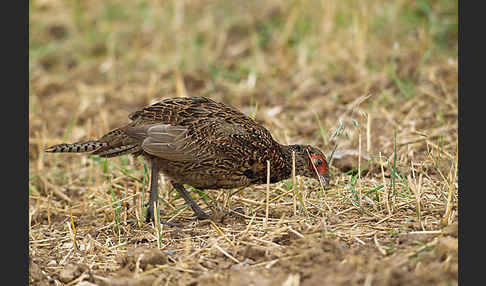 Fasan (Phasianus colchicus)