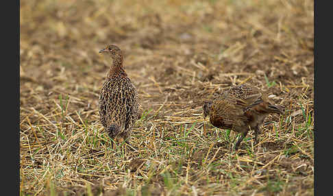 Fasan (Phasianus colchicus)