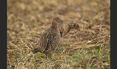 Fasan (Phasianus colchicus)