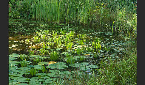 Seerose (Nymphaea spec.)