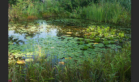 Seerose (Nymphaea spec.)