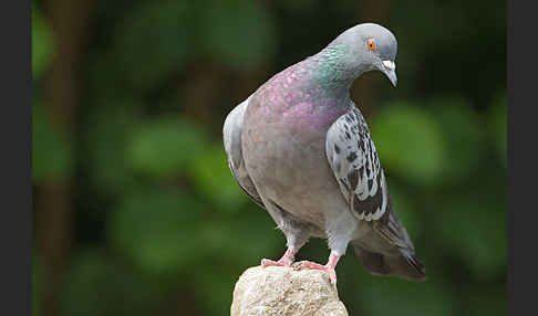 Haustaube (Columba livia domestica)