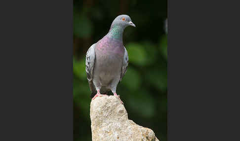 Haustaube (Columba livia domestica)