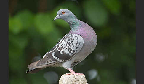 Haustaube (Columba livia domestica)