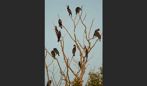 Kormoran (Phalacrocorax carbo)